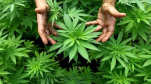Operativo conjunto Paraguay Brasil para erradicar cultivos de marihuana