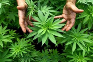 Operativo conjunto Paraguay Brasil para erradicar cultivos de marihuana