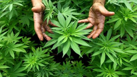 Operativo conjunto Paraguay Brasil para erradicar cultivos de marihuana