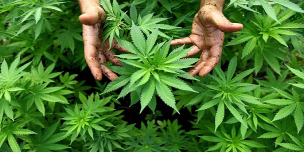 Operativo conjunto Paraguay Brasil para erradicar cultivos de marihuana