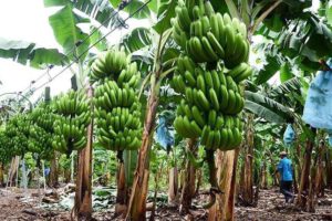 Producción de banano en Cochabamba