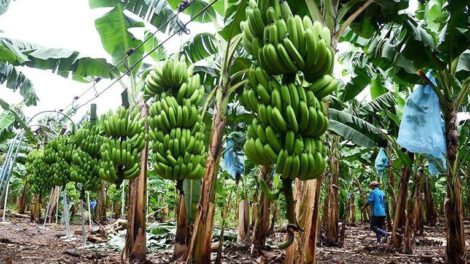Producción de banano en Cochabamba