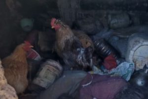 Muerte de adulta mayor en Cantumarca tras enfrentamientos por tierras