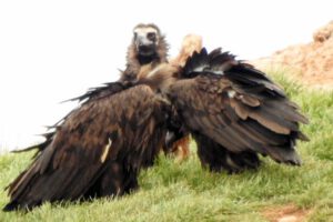 Buitre Babieca reaparece en España tras 3 años