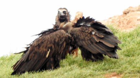 Buitre Babieca reaparece en España tras 3 años