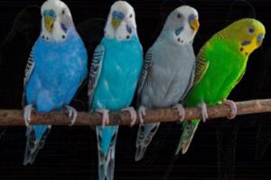 Actividad cerebral de los loros en estudio sobre producción de sonidos