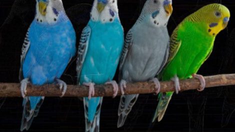 Actividad cerebral de los loros en estudio sobre producción de sonidos