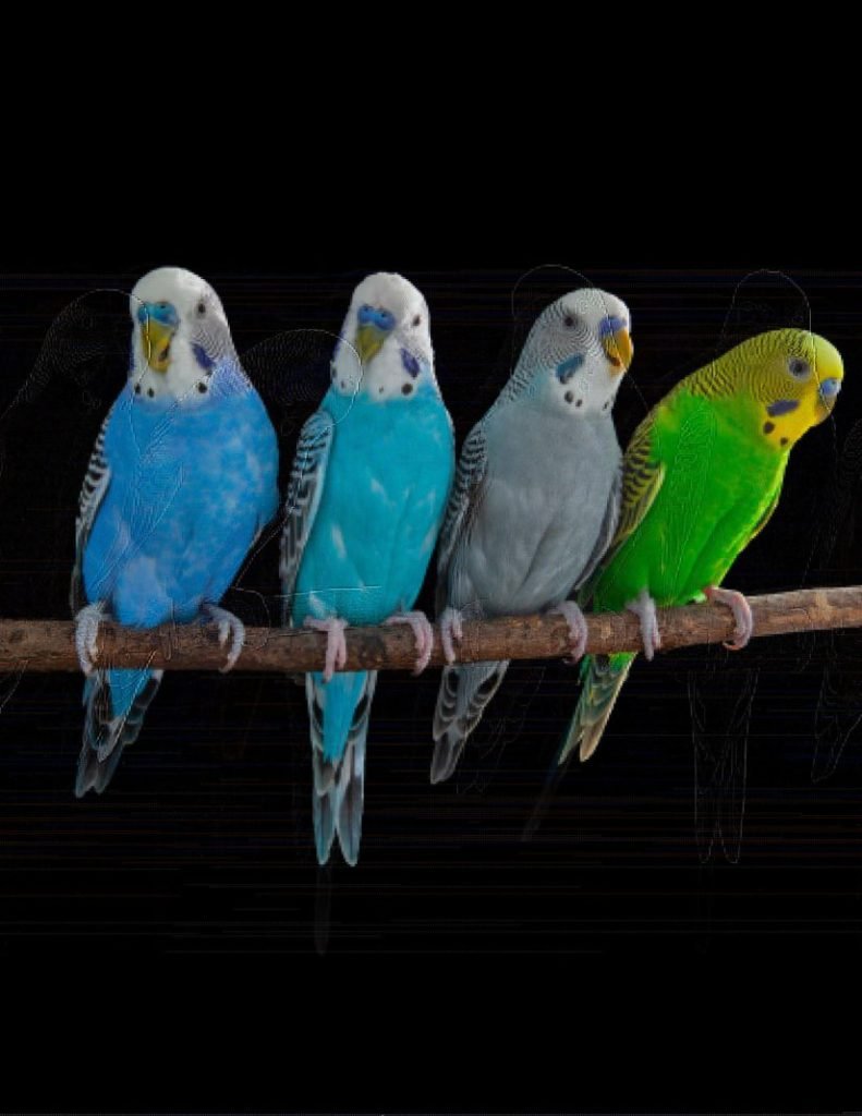 Actividad cerebral de los loros en estudio sobre producción de sonidos