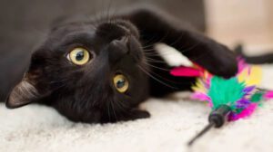 Aumento de la adopción de gatos negros tras el éxito de la película Flow
