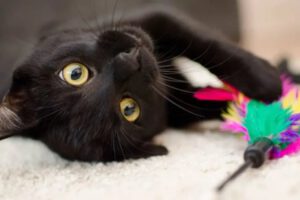 Aumento de la adopción de gatos negros tras el éxito de la película Flow