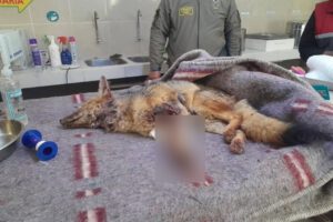 Pelea territorial entre zorros en el Bioparque Andino de Oruro