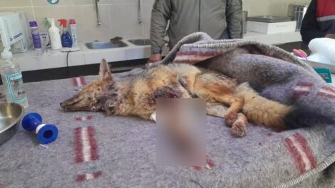 Pelea territorial entre zorros en el Bioparque Andino de Oruro