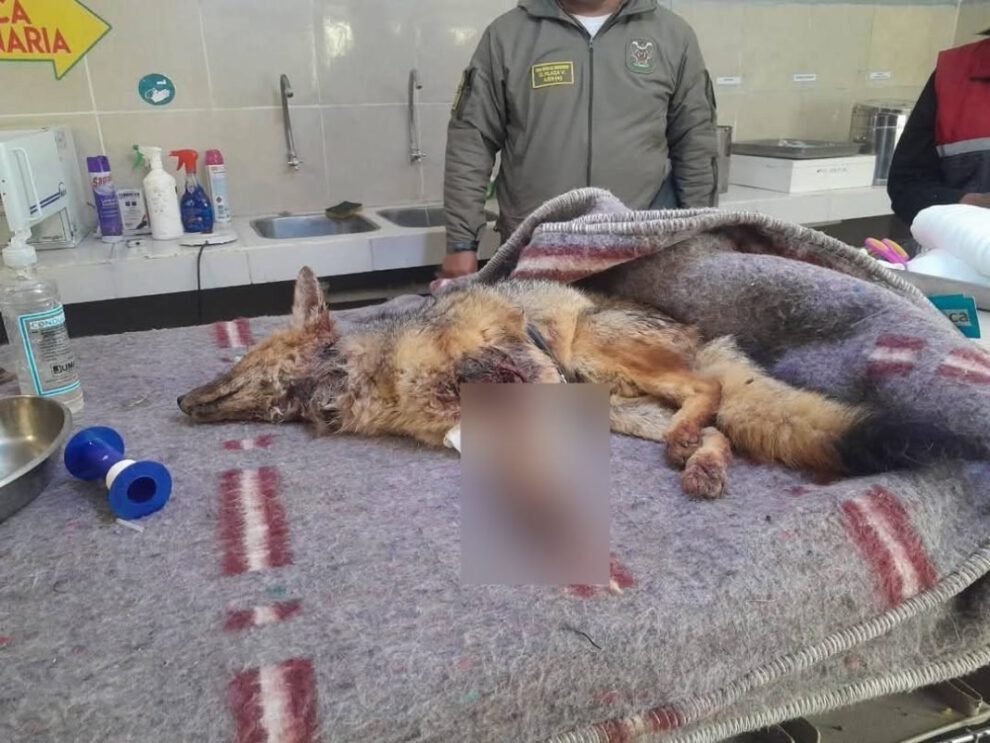 Pelea territorial entre zorros en el Bioparque Andino de Oruro