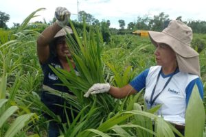 Fiscalización de plantones de palma aceitera en Beni y Santa Cruz