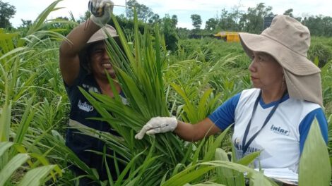 Fiscalización de plantones de palma aceitera en Beni y Santa Cruz