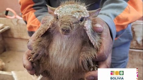 Quirquincho rescatado en el Bioparque Andino