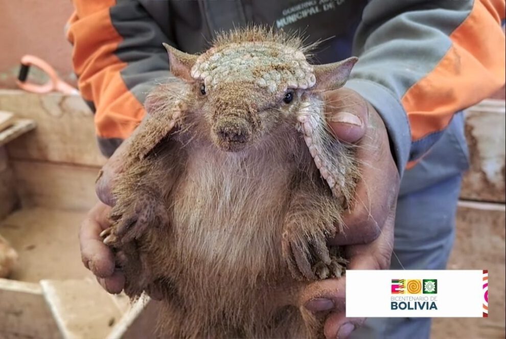 Quirquincho rescatado en el Bioparque Andino