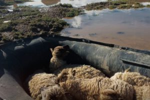 Rescate de animales en Oruro