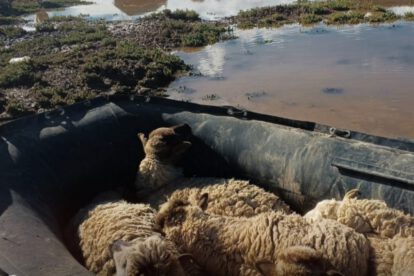 Rescate de animales en Oruro