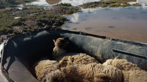 Rescate de animales en Oruro