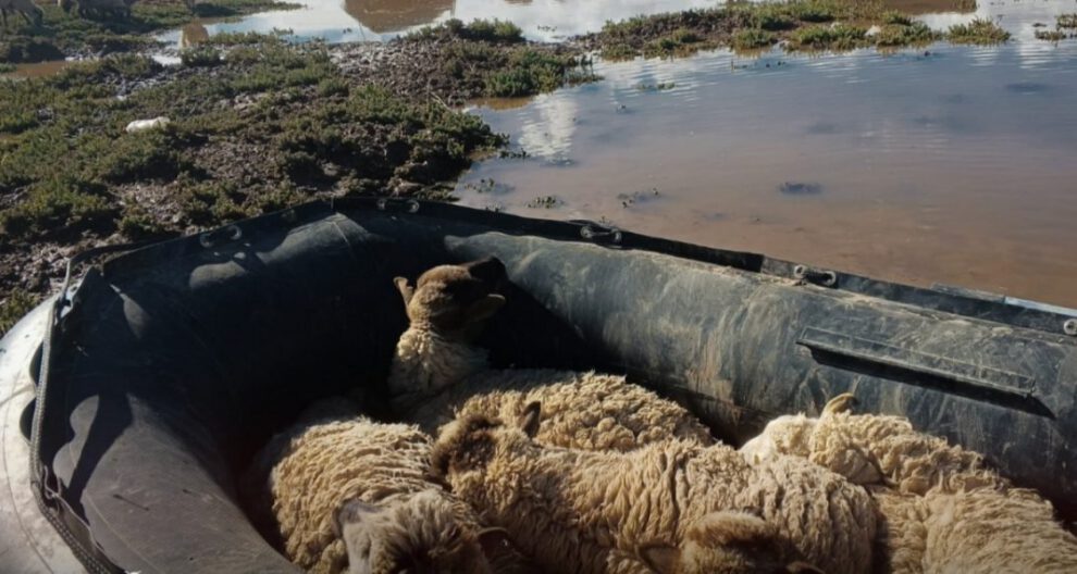 Rescate de animales en Oruro