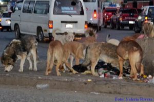 campaña de vacunación antirrábica en El Alto