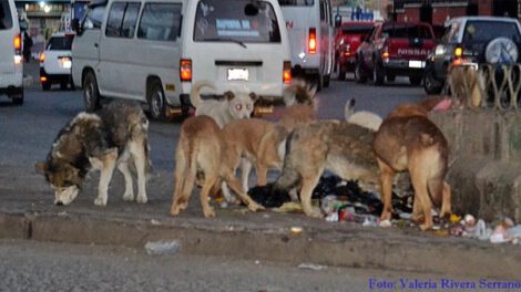 campaña de vacunación antirrábica en El Alto