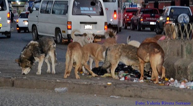 campaña de vacunación antirrábica en El Alto