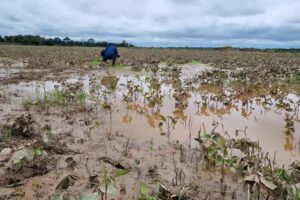 Impacto climático en cultivos