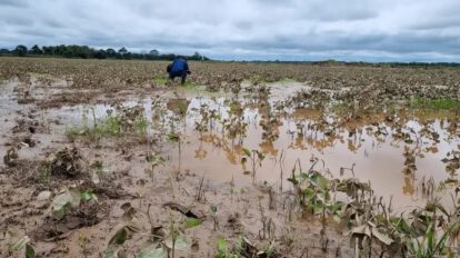 Impacto climático en cultivos
