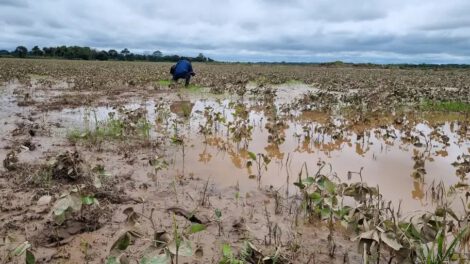 Impacto climático en cultivos