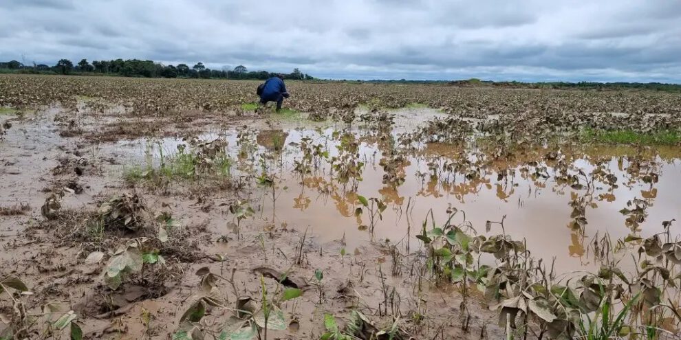 Impacto climático en cultivos