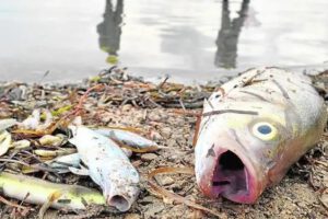 Falta de combustible en Cochabamba causa muerte de peces