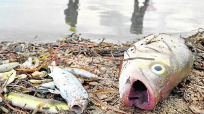 Falta de combustible en Cochabamba causa muerte de peces