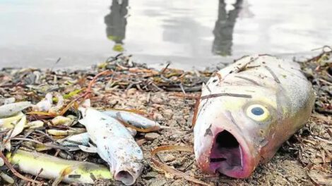Falta de combustible en Cochabamba causa muerte de peces