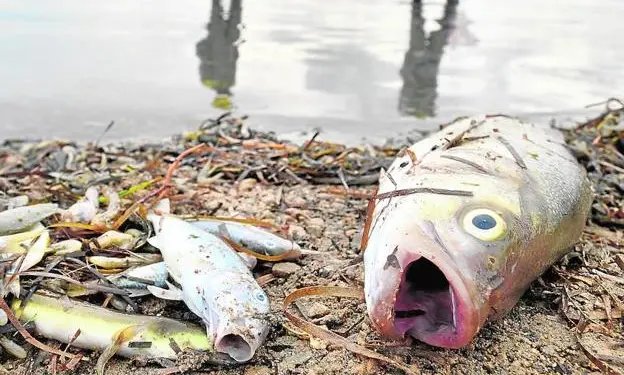 Falta de combustible en Cochabamba causa muerte de peces