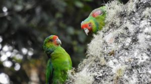 Loro carirrojo en peligro de extinción