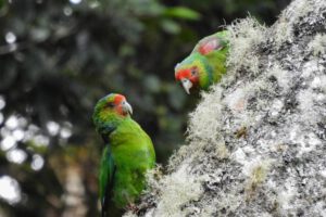 Loro carirrojo en peligro de extinción