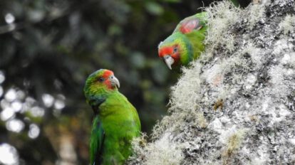Loro carirrojo en peligro de extinción