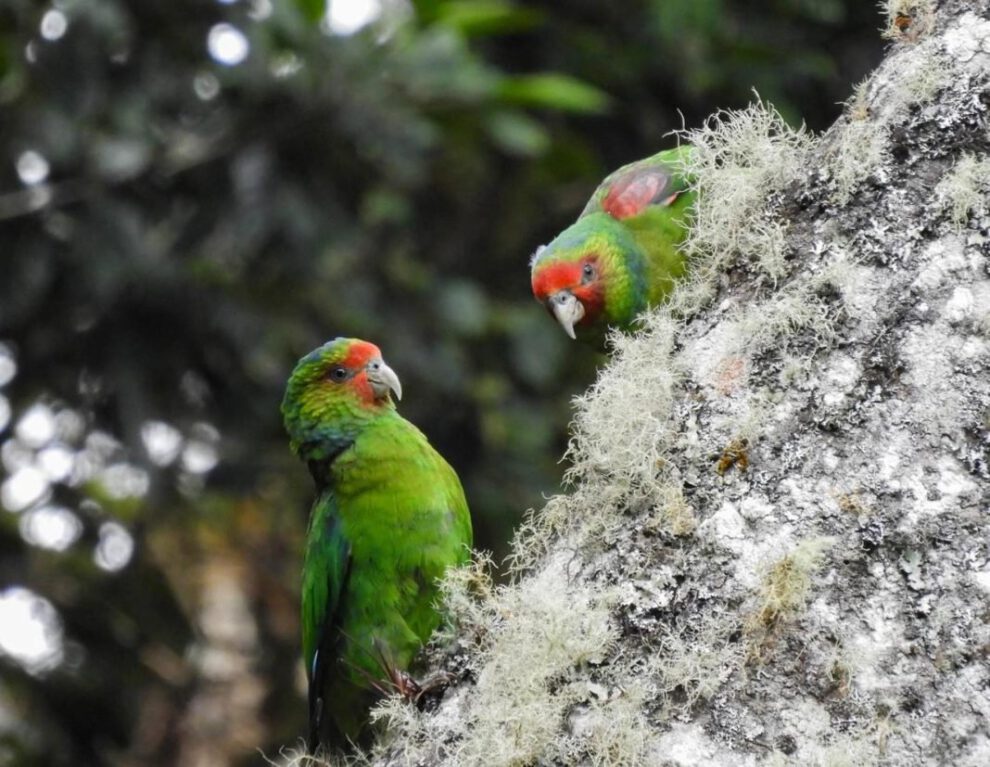 Loro carirrojo en peligro de extinción