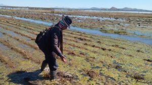 Lluvias afectan cultivos en Bolivia