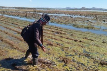 Lluvias afectan cultivos en Bolivia