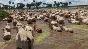 Inundaciones en Beni ponen en riesgo más de 2.000 cabezas de ganado