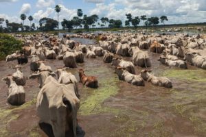 Inundaciones en Beni ponen en riesgo más de 2.000 cabezas de ganado