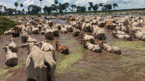 Inundaciones en Beni ponen en riesgo más de 2.000 cabezas de ganado