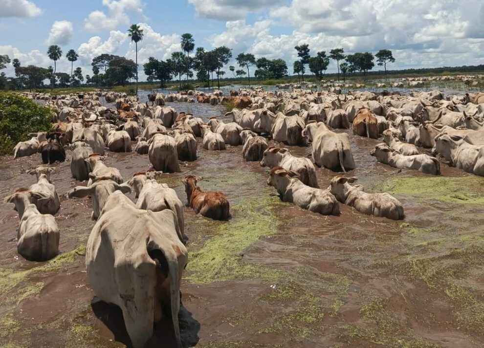 Inundaciones en Beni ponen en riesgo más de 2.000 cabezas de ganado