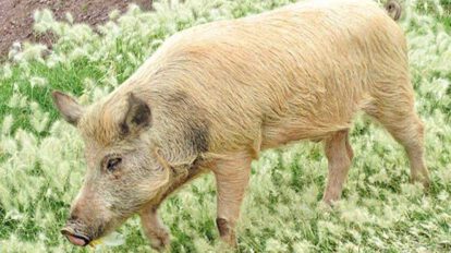Confirman el primer caso de rabia porcina en Sucre