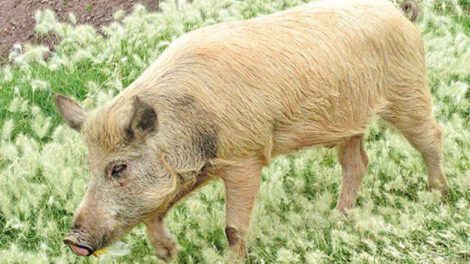 Confirman el primer caso de rabia porcina en Sucre