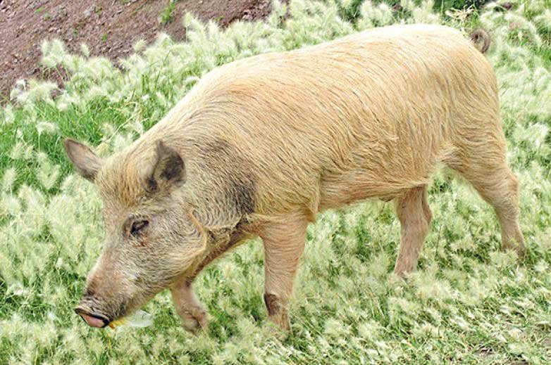 Confirman el primer caso de rabia porcina en Sucre