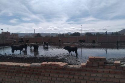 Inspección al Matadero en Oruro
